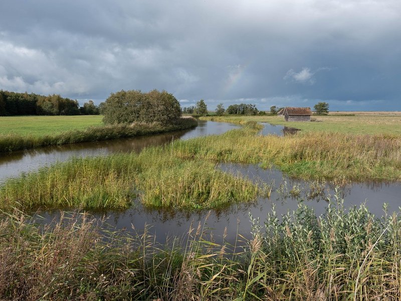 The Tawny Tarn